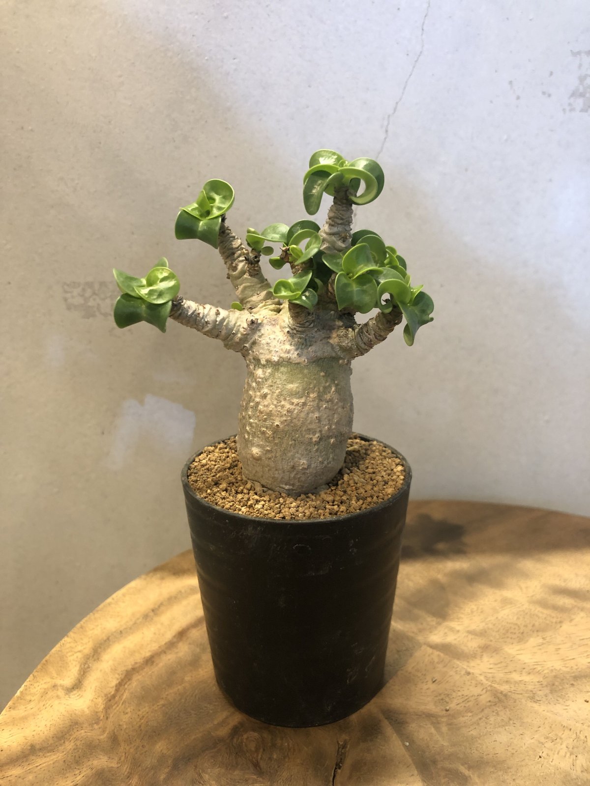 パキポディウム　獅子大黒　獅子葉　縮れ小葉タイプ fit=scale-down,w=1200