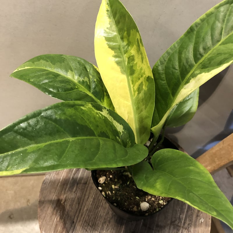 アンスリウム フーケリー 斑入り | GREEN LUCK