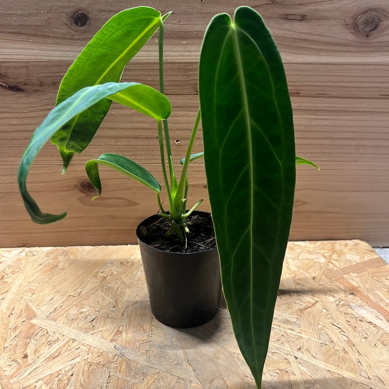 アンスリウム ワロクアーナム 葉長26cm アンスリウム ワロクアナム | GREEN LUCK