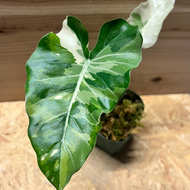 アロカシア オドラ 斑入りクワズイモ | GREEN LUCK