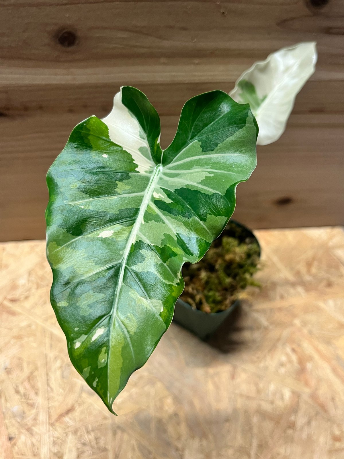クワズイモ斑入り　アロカシアククラータ斑入り　イモ3点セット❗ 可愛い斑入り】 アロカシア ククラータ 斑入り シマクワズイモ - メルカリ