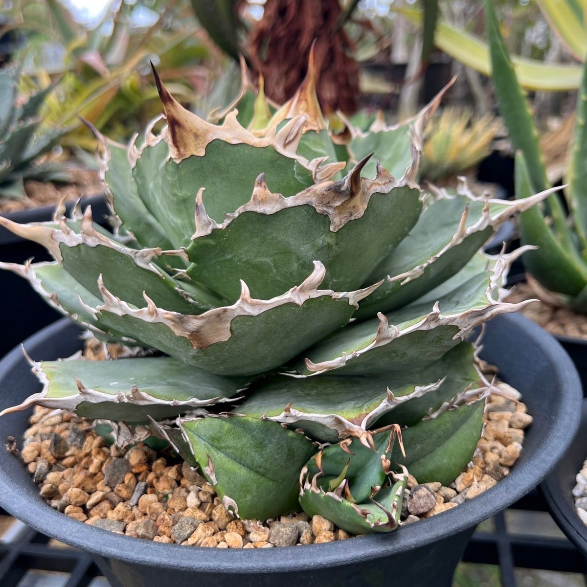 みごとな姫厳龍　鉢ごと発送！！ みごとな姫厳龍 鉢ごと発送！！ 2特価品*アガベ☆姫厳