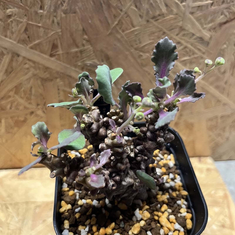 オトンナ ヘレー | GREEN LUCK