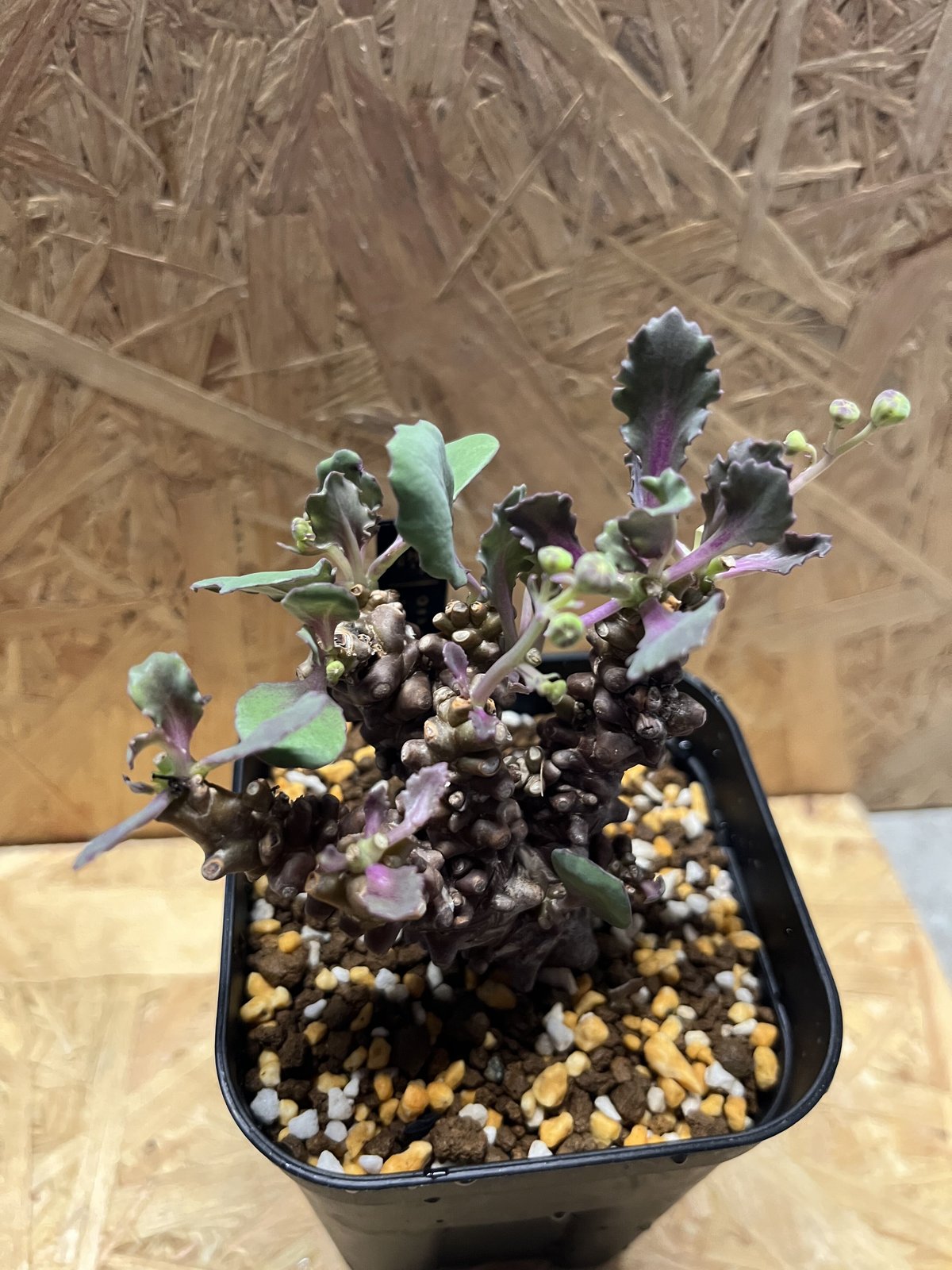 オトンナ ヘレー | GREEN LUCK