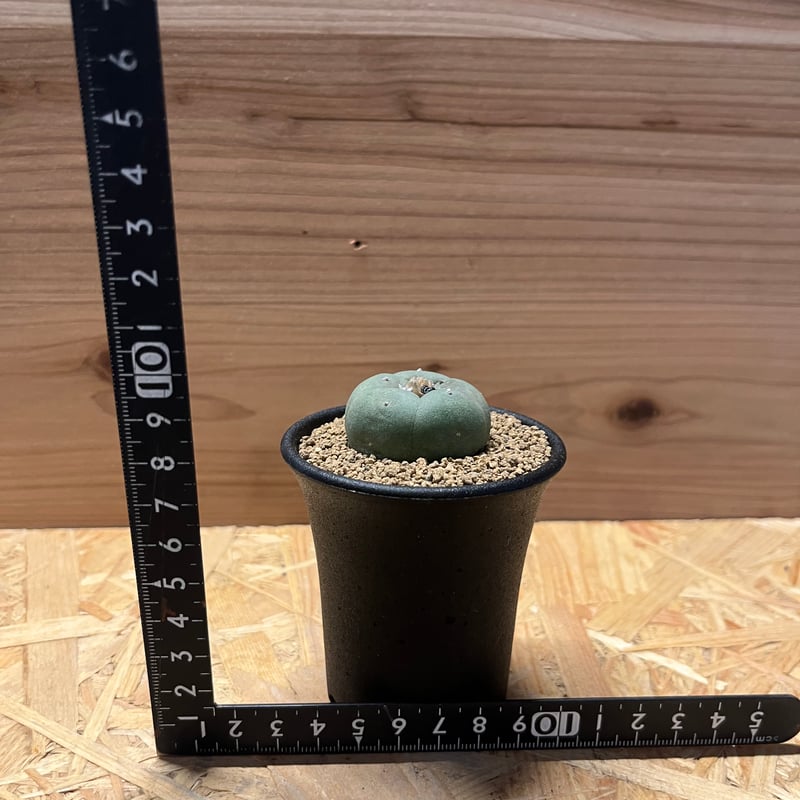 ロフォフォラ 銀冠玉 | GREEN LUCK