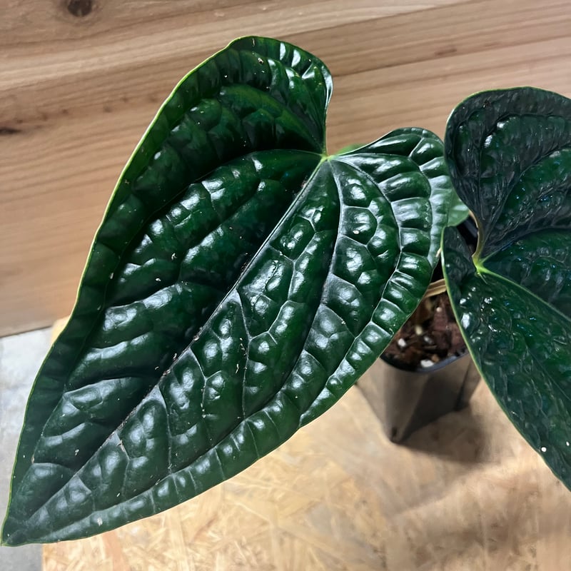 アンスリウム ルクスリアンス 'ブラック' | GREEN LUCK