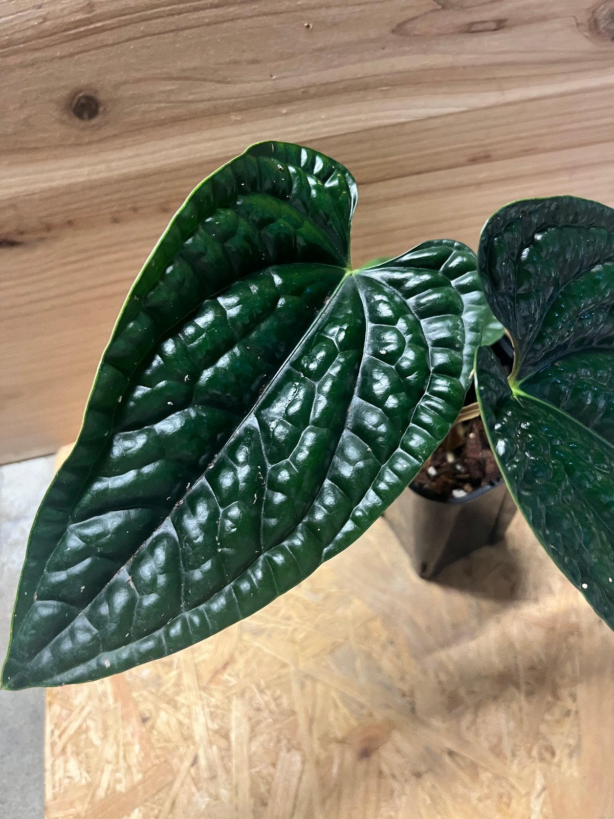 アンスリウム ルクスリアンス 'ブラック' | GREEN LUCK