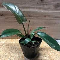 フィロデンドロン　サヤカ