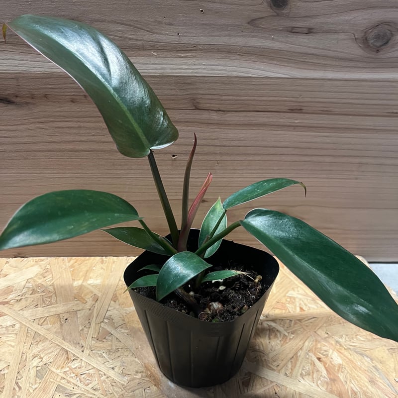 フィロデンドロン サヤカ | GREEN LUCK