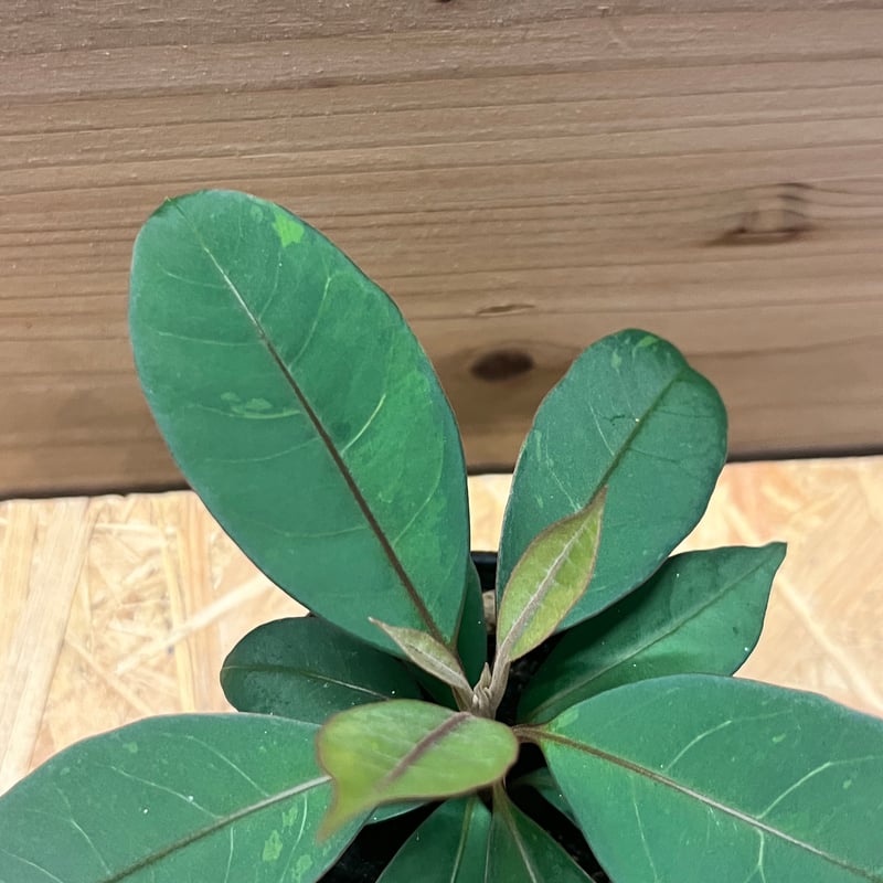 ニーア ビレンス 'ブルーエクアドル' | GREEN LUCK