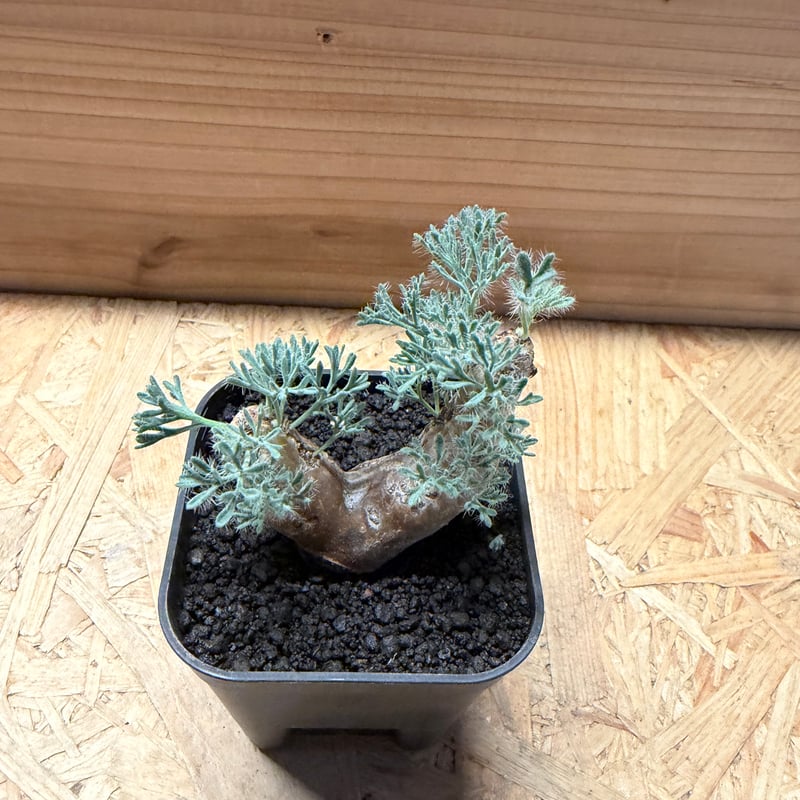 モンソニア ムルチフィダ | GREEN LUCK