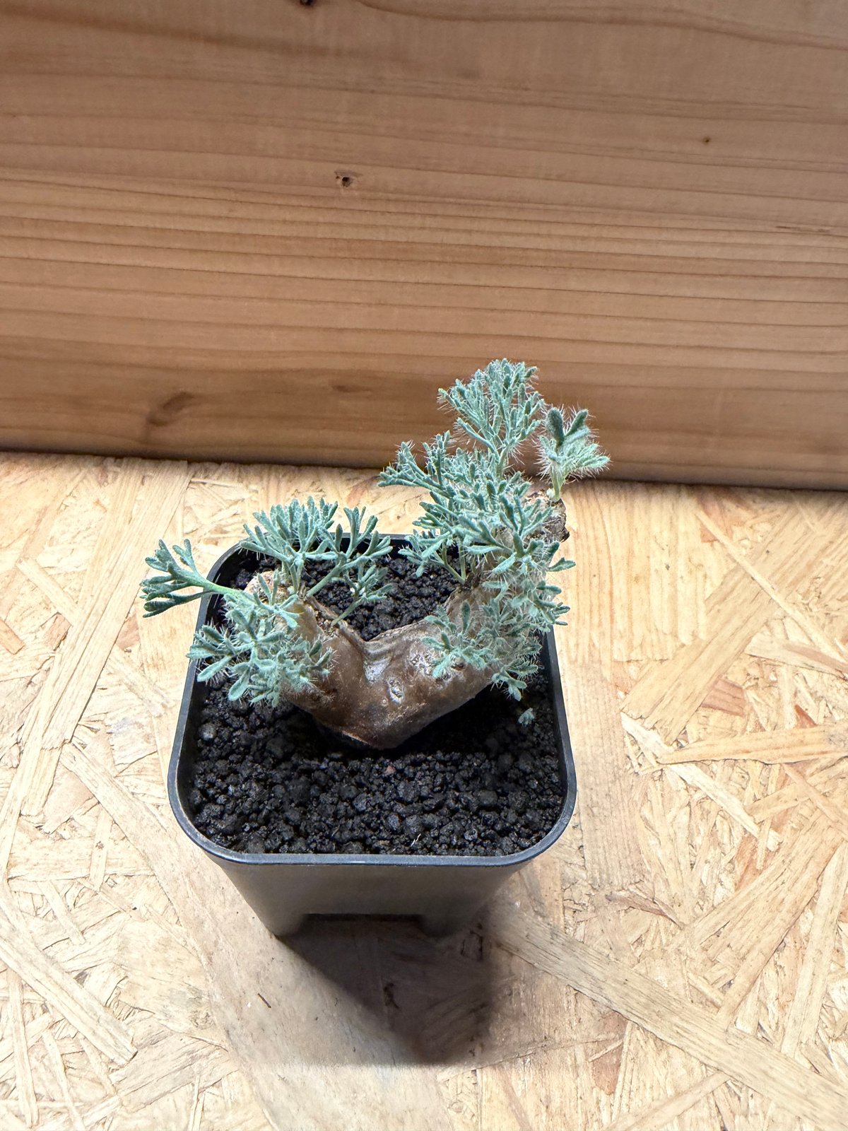 モンソニア ムルチフィダ | GREEN LUCK