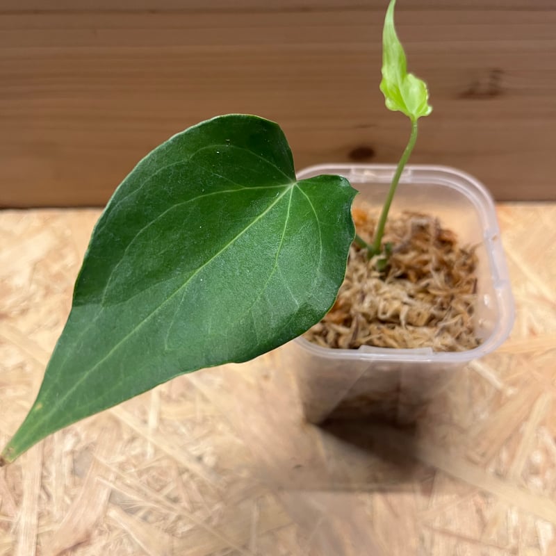 アンスリウム デルタフォース | GREEN LUCK