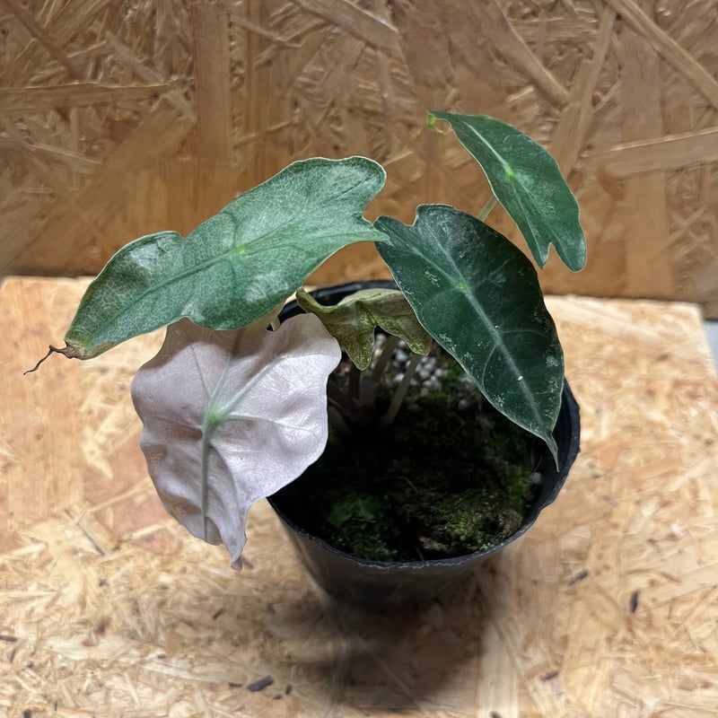 アロカシア アマゾニカ バリエガータ | GREEN LUCK