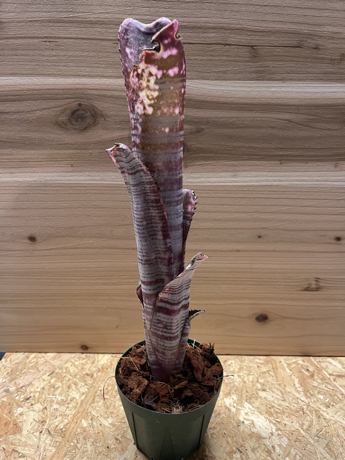 ビルベルギア ユーチューブ | GREEN LUCK