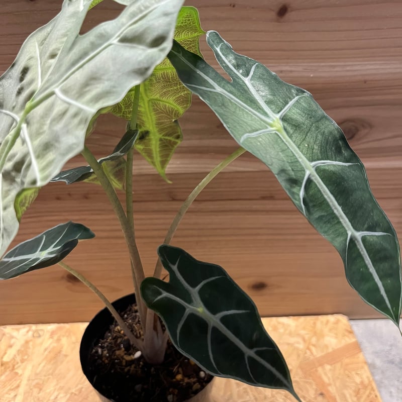 t*o様 アロカシア　シンポ　バリエガータ t*o様 アロカシア シンポ バリエガータ