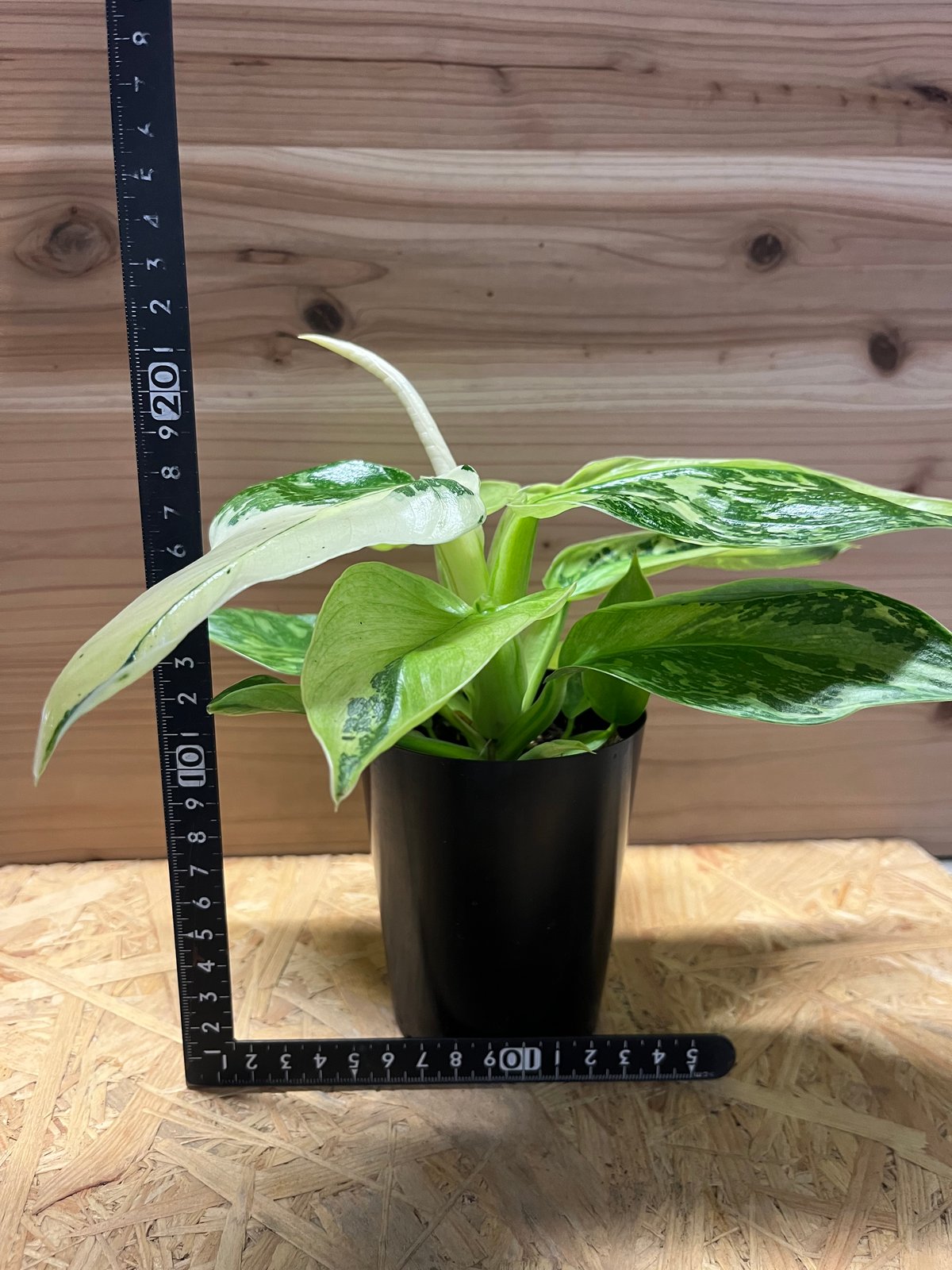 フィロデンドロン ジョセボーノ | GREEN LUCK