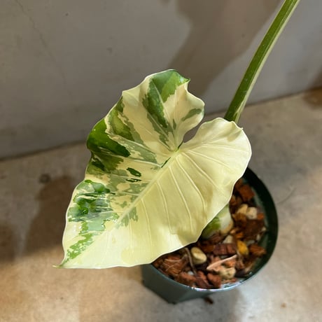 斑入りクワズイモ　オキナワシルバー