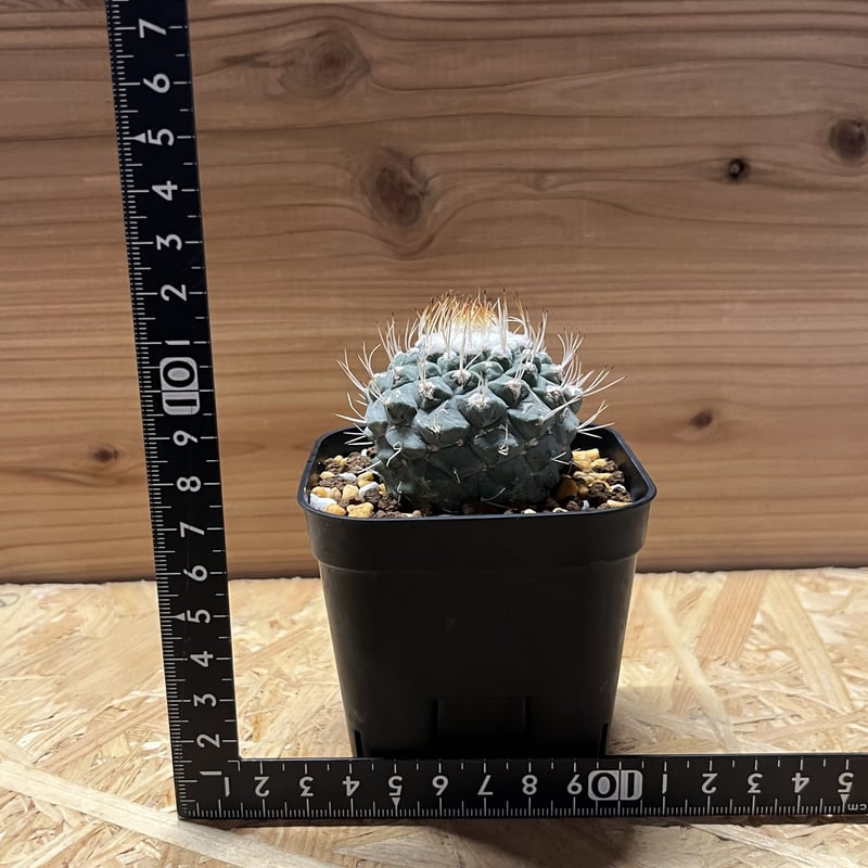 【希少】ストロンボカクタスディシフォルミス 菊水 サボテン塊根植物 国内実生 希少】ストロンボカクタスディシフォルミス 菊水 サボテン塊根