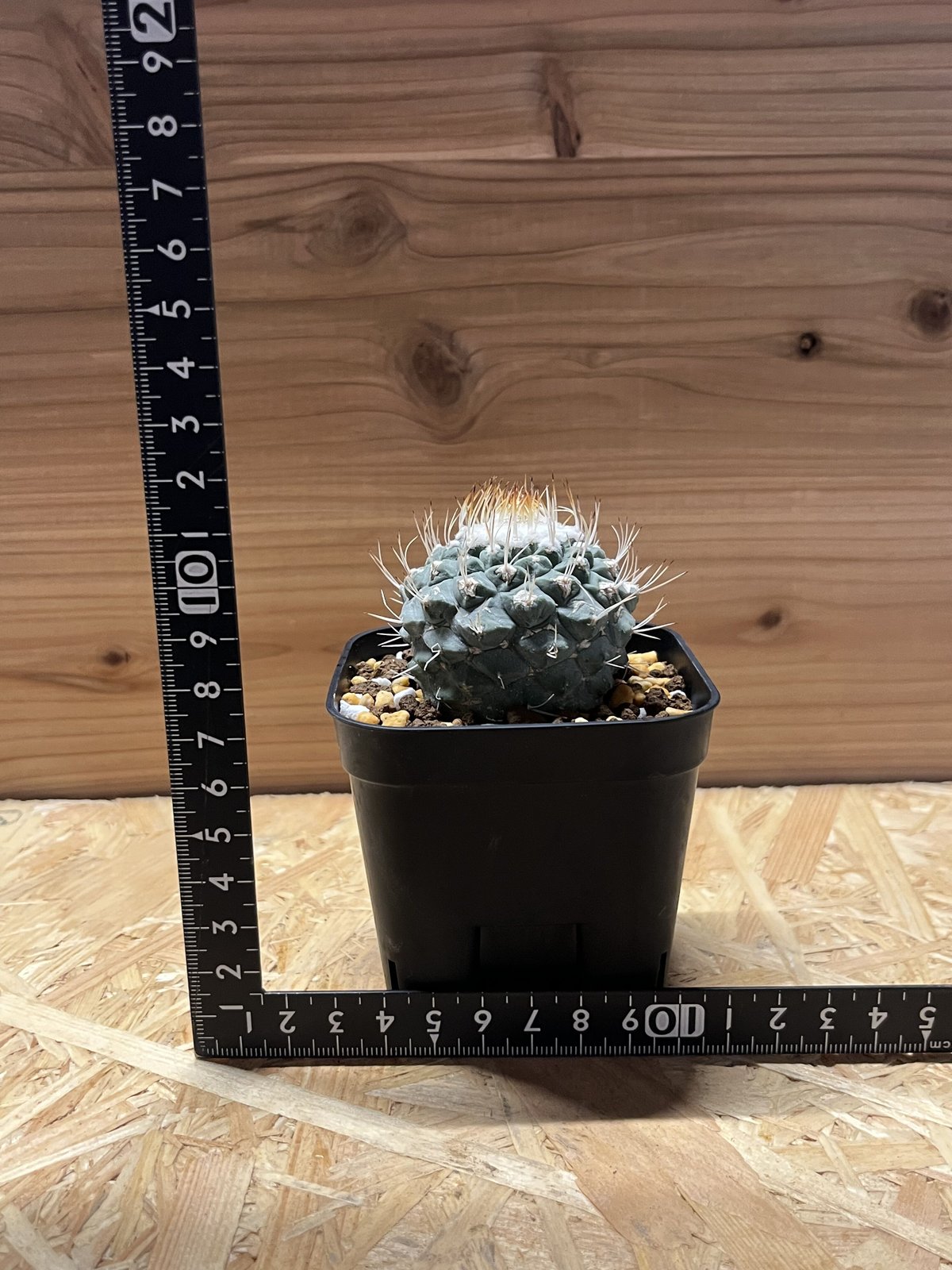 【希少】ストロンボカクタスディシフォルミス 菊水 サボテン塊根植物 国内実生 希少】ストロンボカクタスディシフォルミス 菊水 サボテン塊根