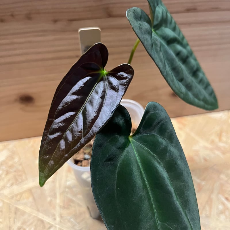 アンスリウム パピリラミナム | GREEN LUCK