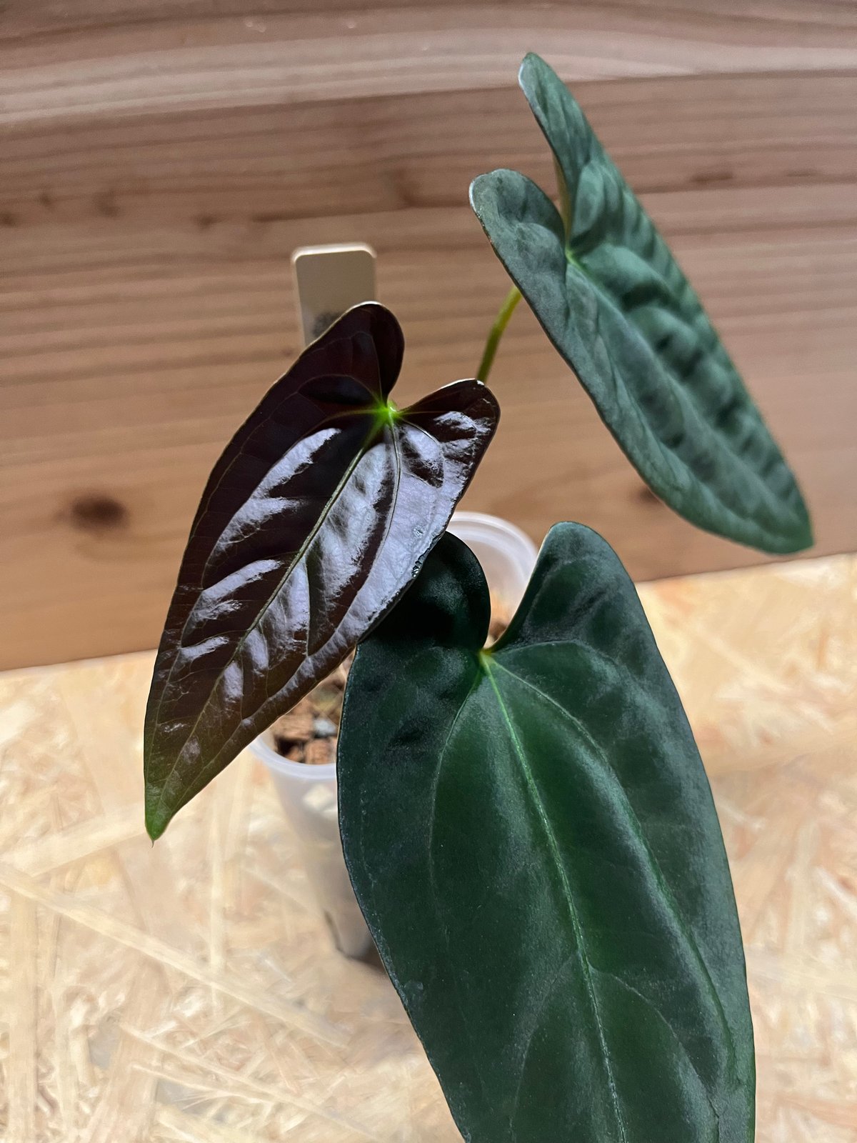 アンスリウム　パピリラミナム アンスリウム・パピリラミナム 斑入り x パピリラミナム