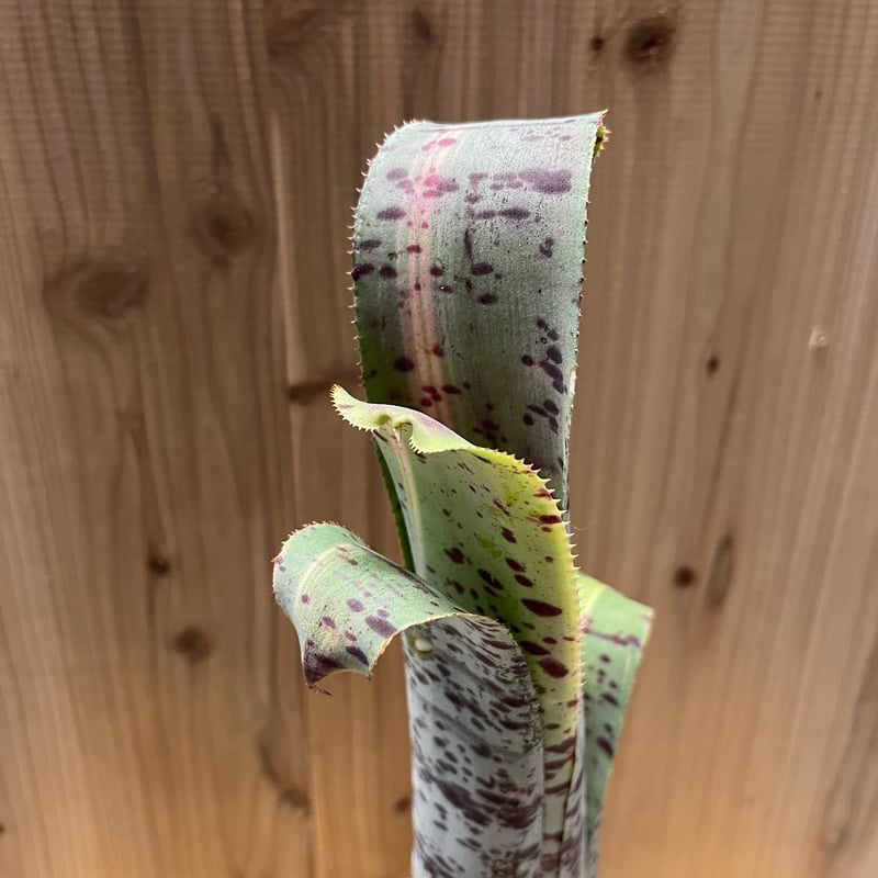 ケスネリア マルモラータ ラファエルオリベイラ | GREEN LUCK