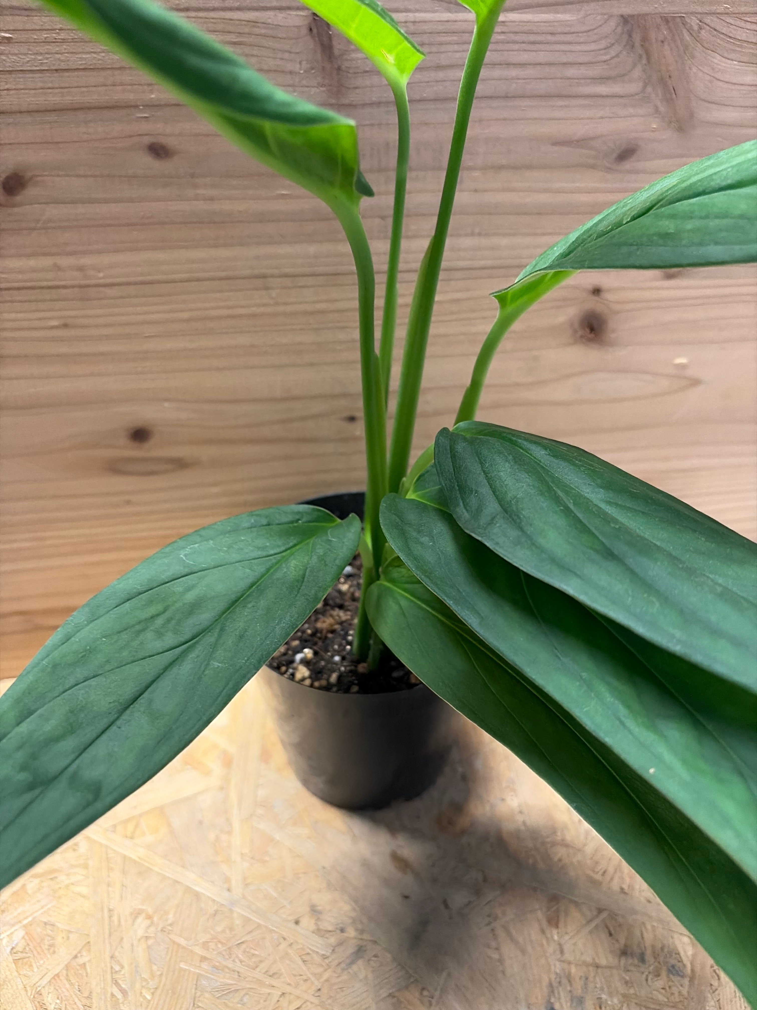 超希少❗️モンステラ　オブリクア　ヤスニ✨ モンステラ オブリクア ヤスニ | GREEN LUCK