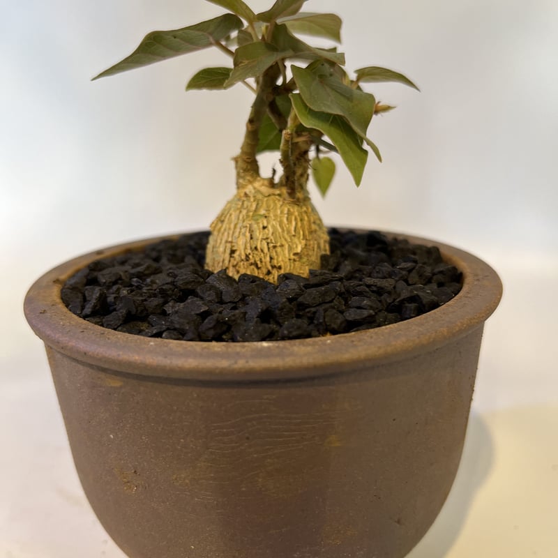 フィカス ペティオラリス×伝市鉢 | GREEN LUCK