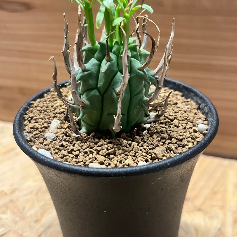 闘牛角　スコエンランディ　現地球 闘牛角 スコエンランディ 現地球 - メルカリ