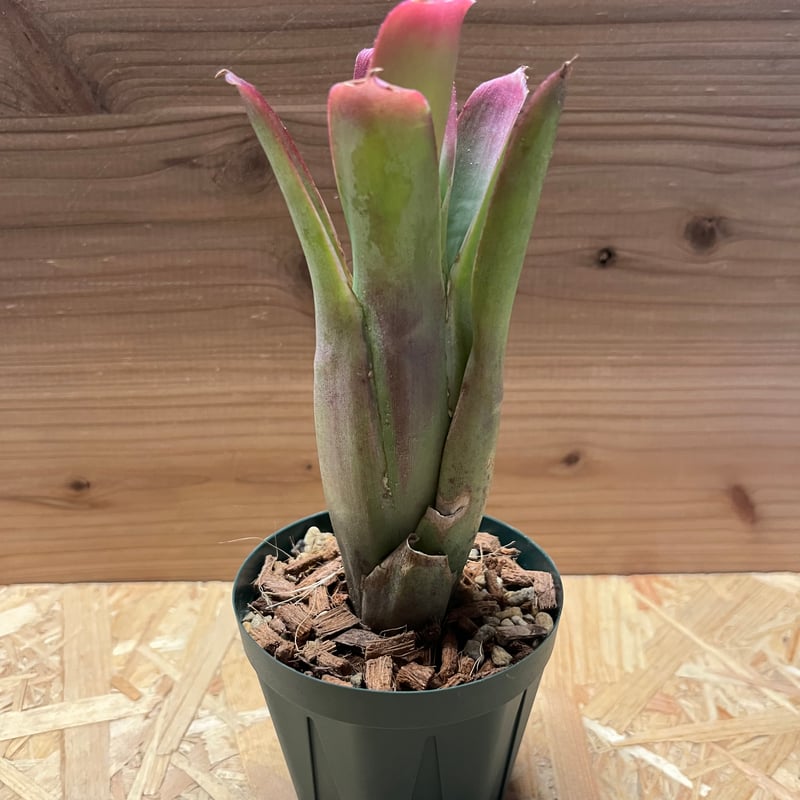 ネオレゲリア バヒアナ | GREEN LUCK