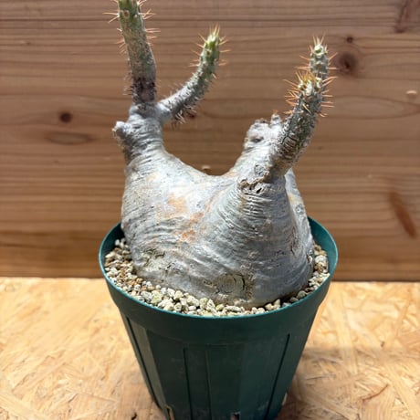 パキポディウムグラキリス | STORES