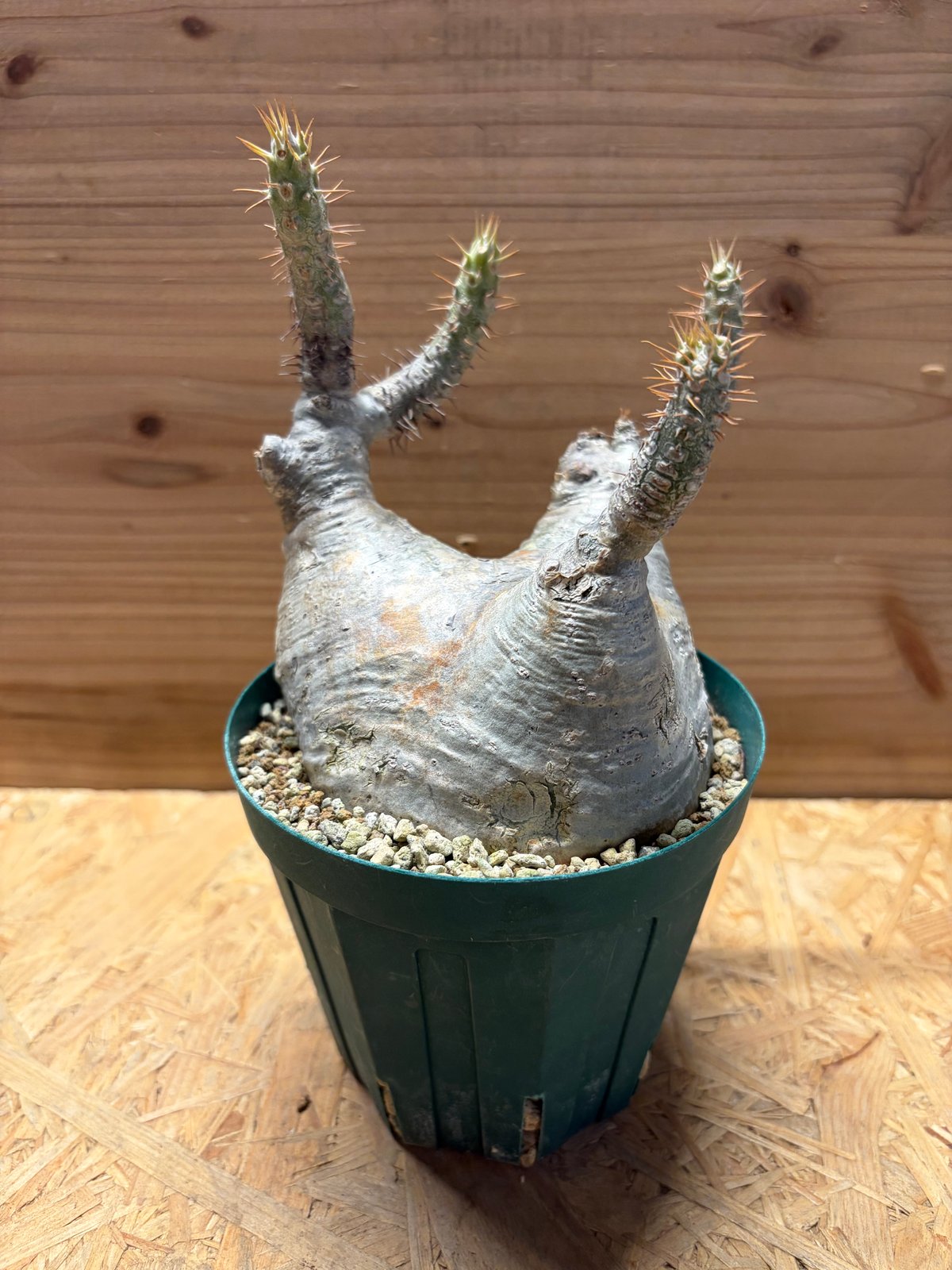 パキポディウム　グラキリス　変態株　ユニコーン パキポディウム グラキリス 変態株 ユニコーン