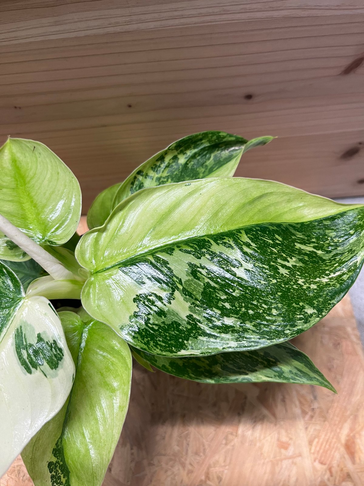 717 斑入り フィロデンドロン ジョセヴォーノ philodendron 極斑