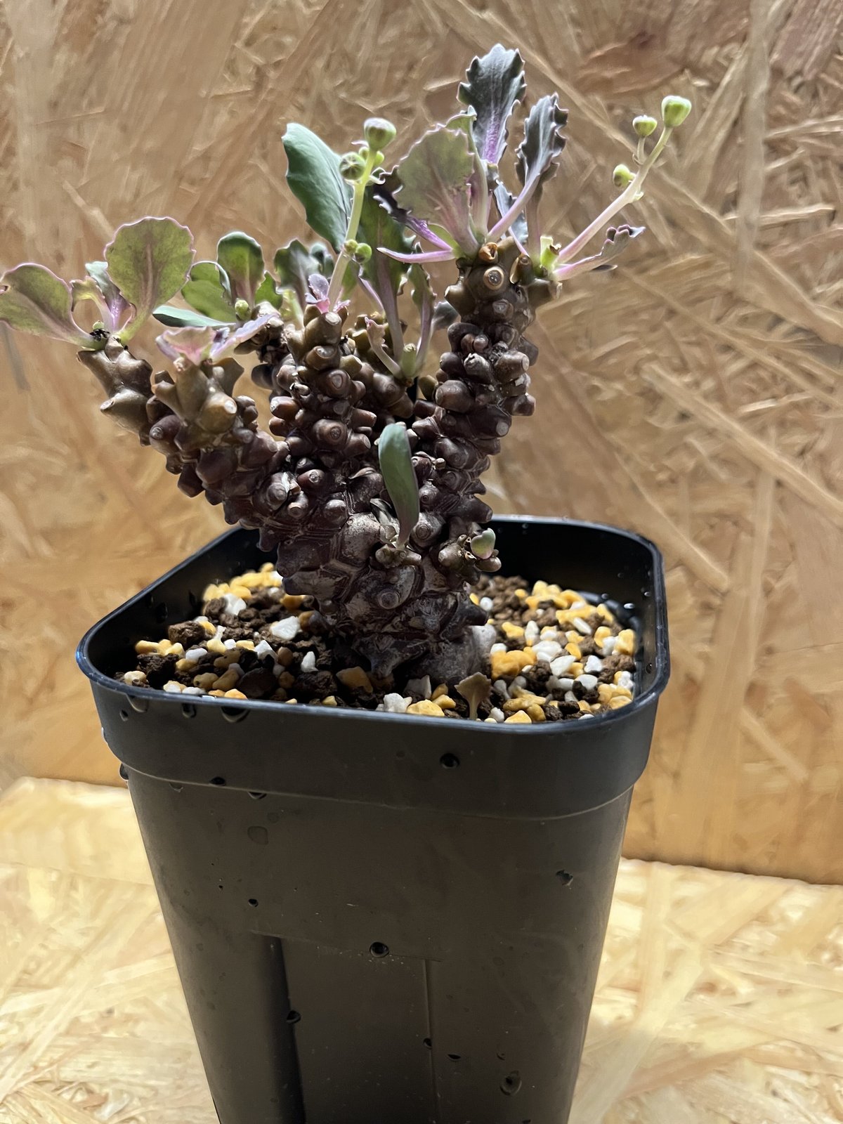 大株 特選 現地株 オトンナ ヘレー オトンナ ヘレー | GREEN LUCK