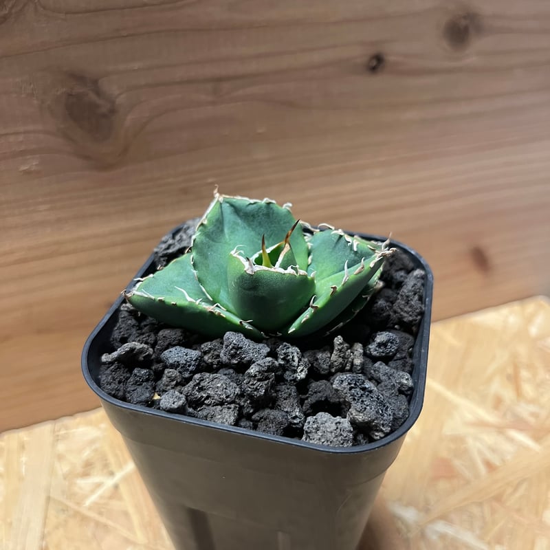 アガベ　チタノタ　台湾ノーネーム アガベ チタノタ 'NO NAME' 台湾ヤンチェン株 | GREEN LUCK