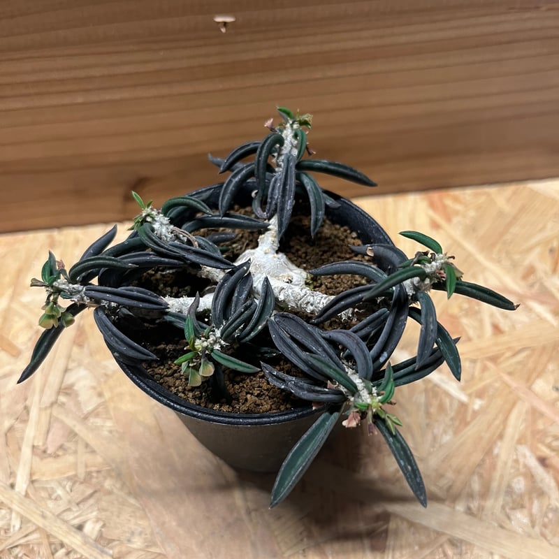 ユーフォルビア キリンドリフォリア | GREEN LUCK