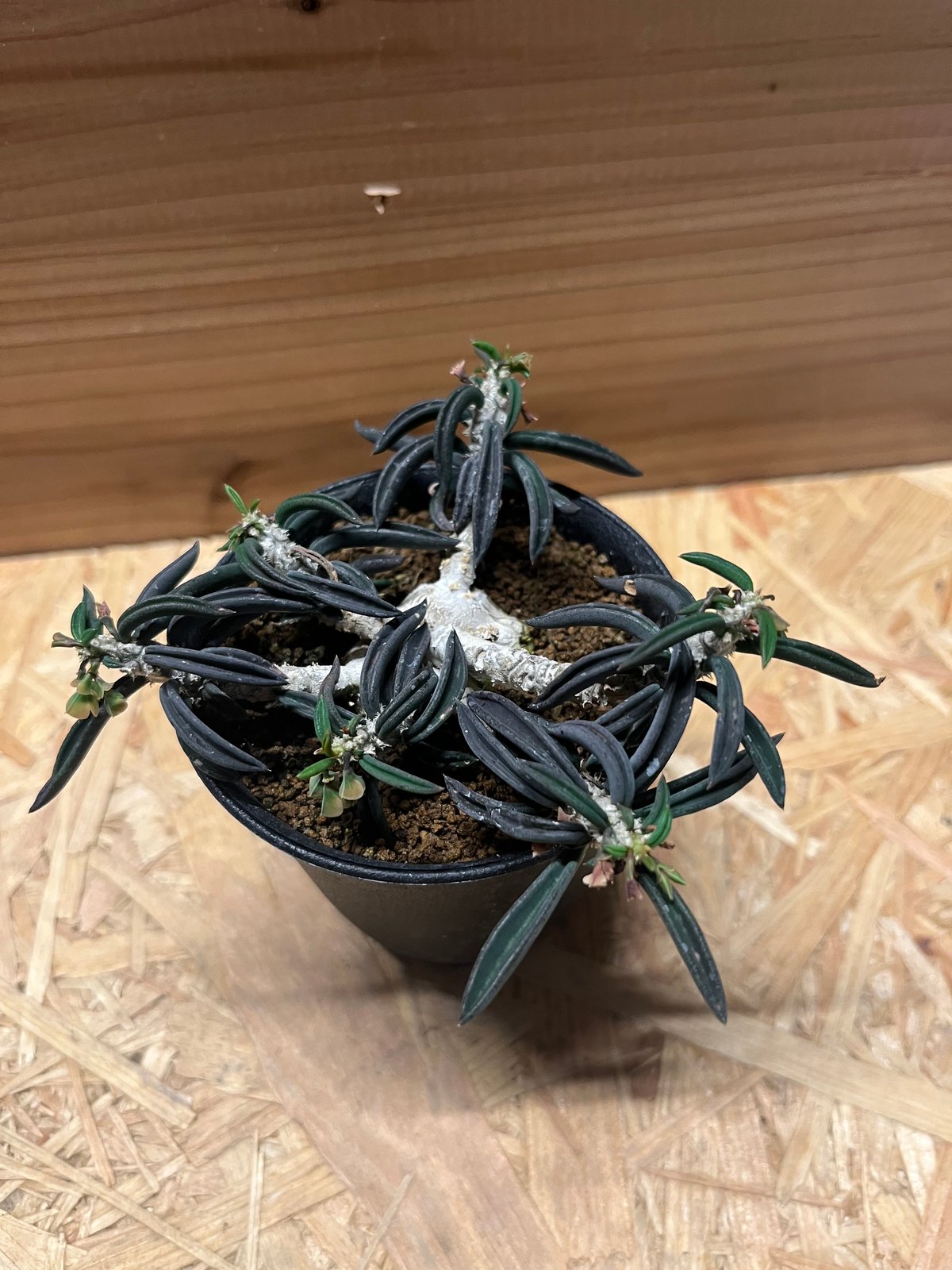 ユーフォルビア キリンドリフォリア ① ユーフォルビアデカリー❎キリンドリフォリア🪴 @iiwaho さんと