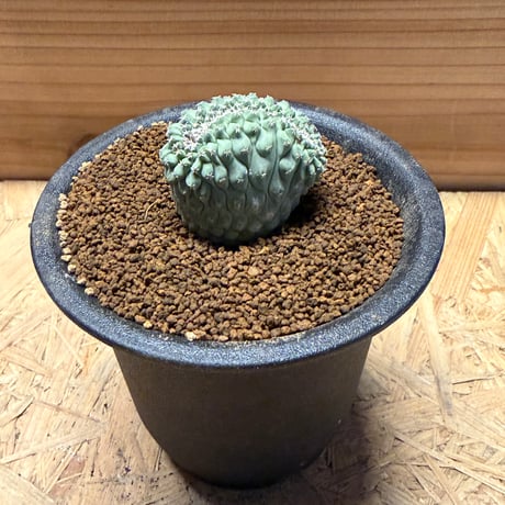 ストロンボカクタス | STORES