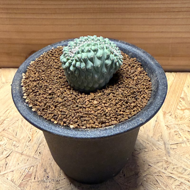 ストロンボカクタス ディシフォルミス 菊水 綴化 | GREEN LUCK
