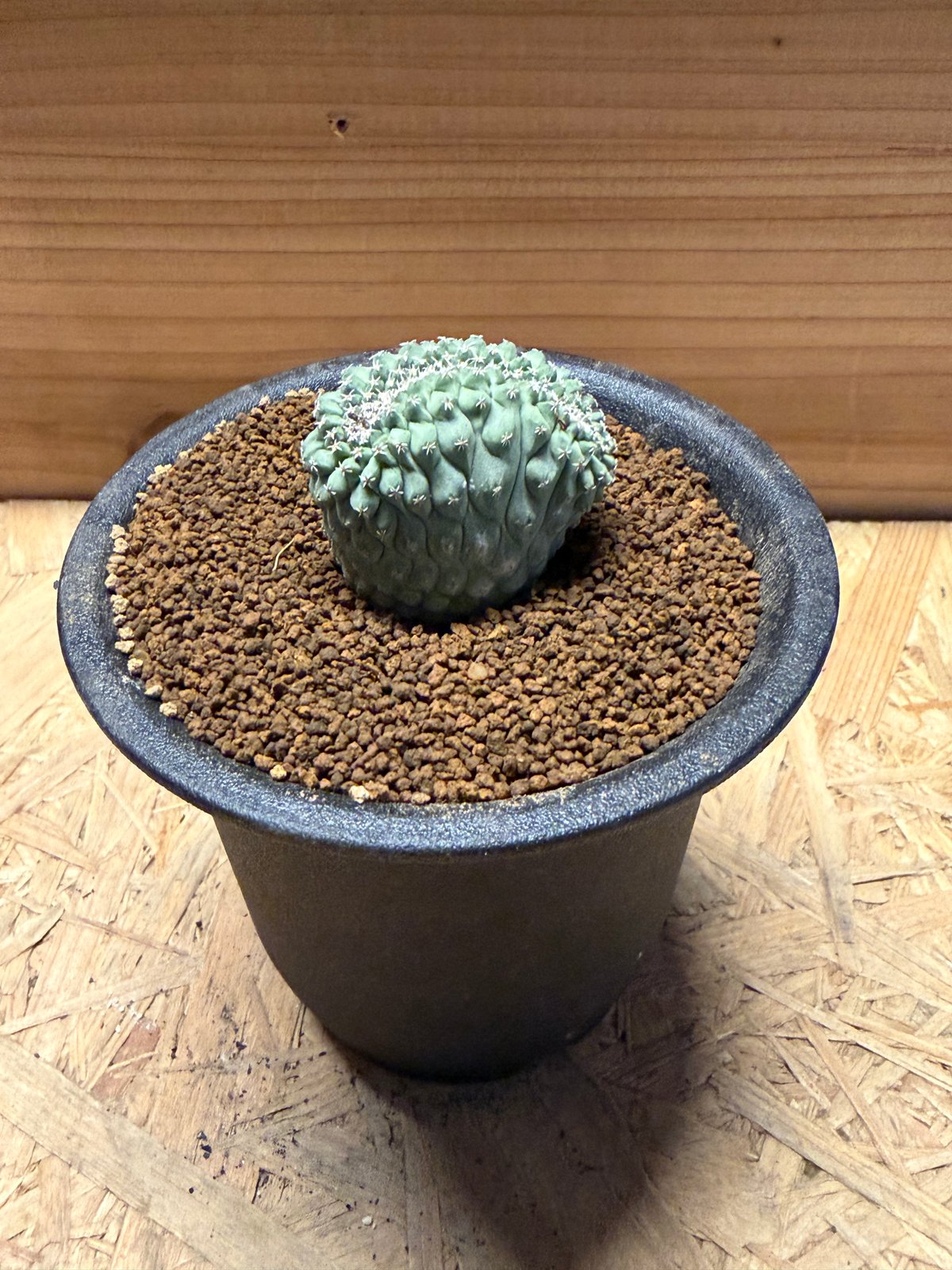 ストロンボカクタス ディシフォルミス 菊水 綴化 | GREEN LUCK