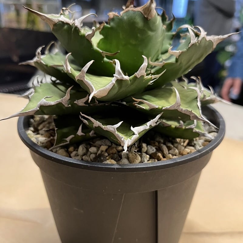 アガベ チタノタ 夕映厳竜 ソーラーエクリプス | GREEN LUCK