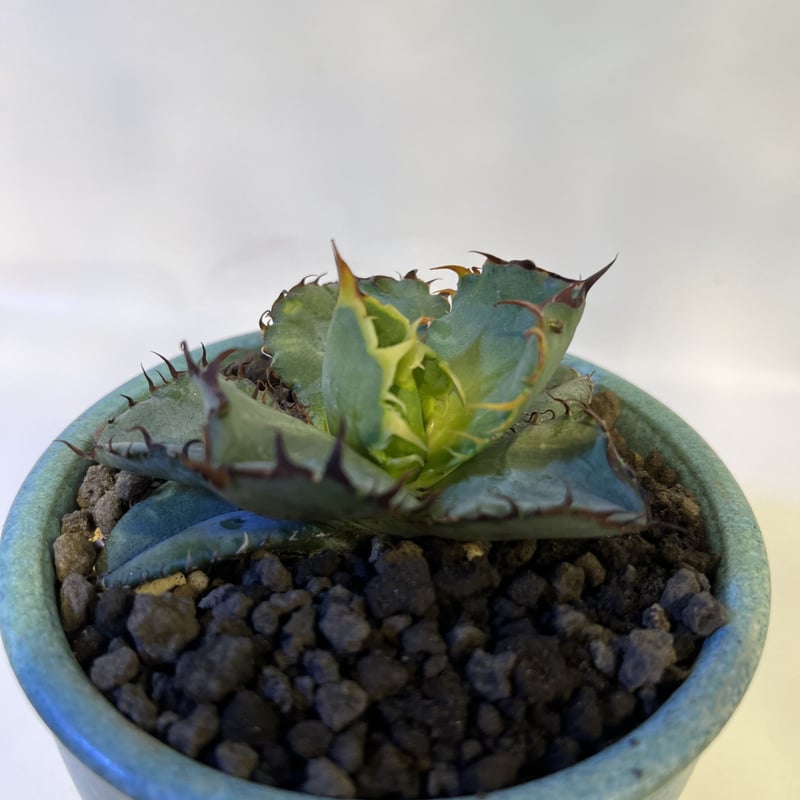 【アガベチタノタ】【レア】【ダブルへッド】ブラック＆ブルー アガベ チタノタ ブラックアンドブルー Agave titanota black and