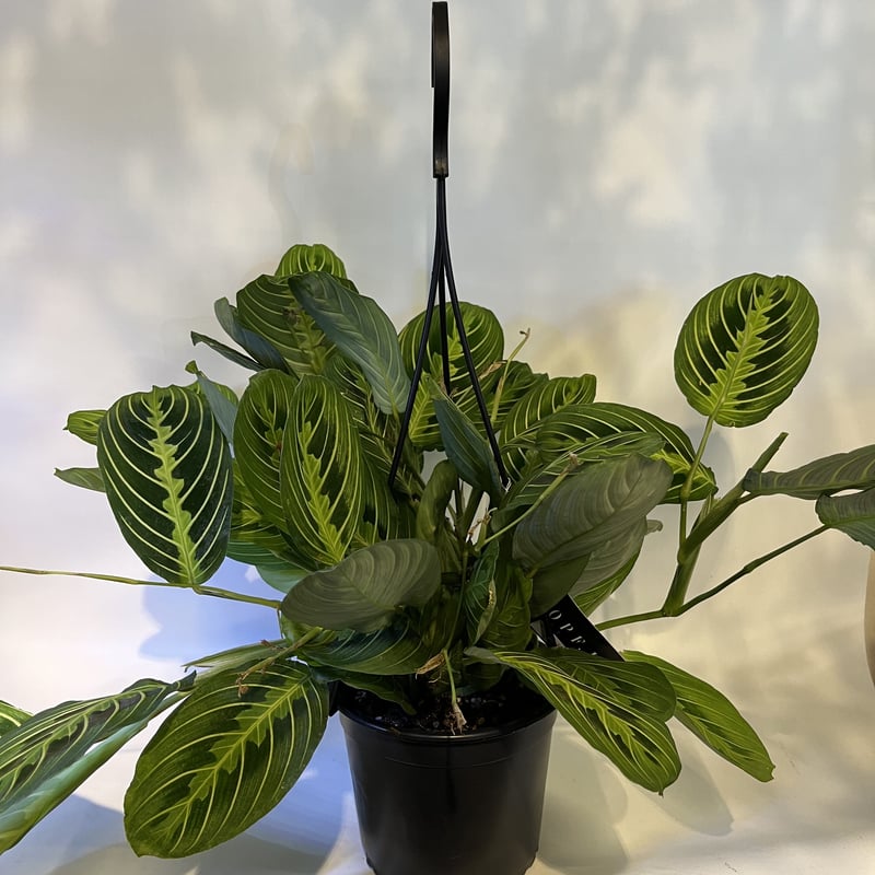 マランタ マランタ レウコネウラ レモンライム 5号吊り鉢 | GREEN LUCK