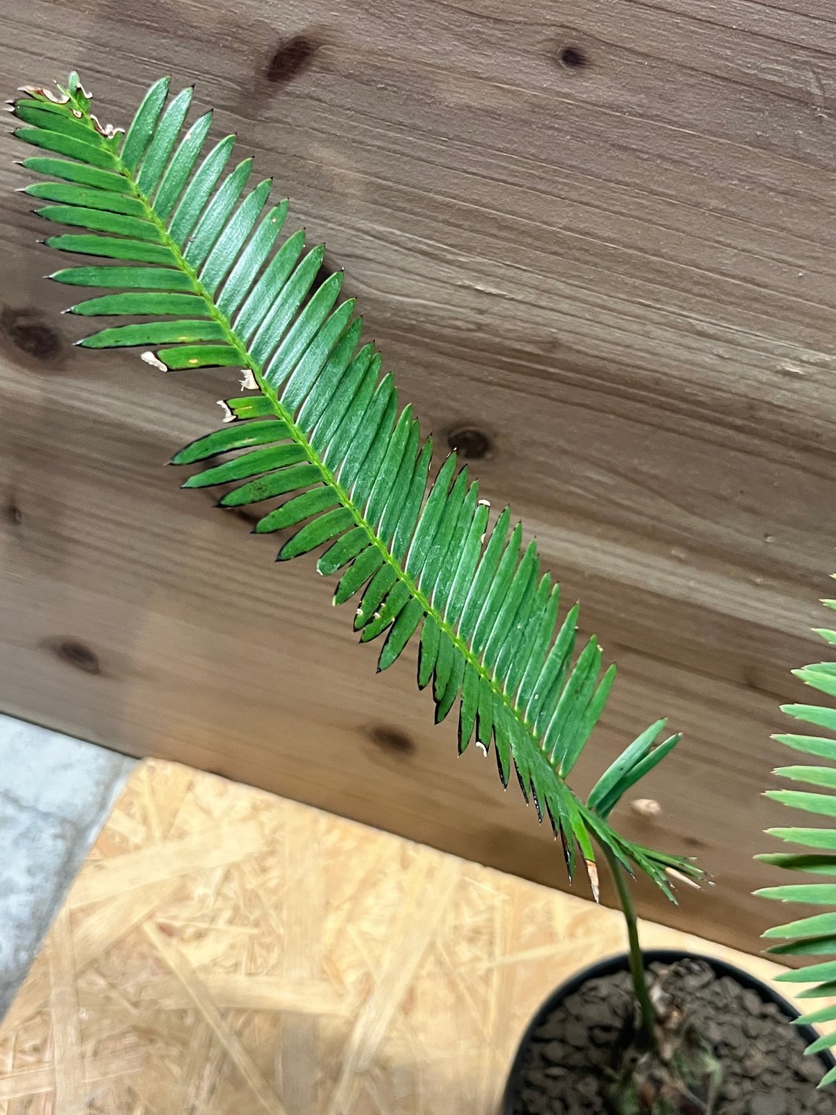 ディオーン エデュレ 多頭 | GREEN LUCK