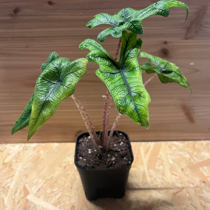 アロカシア ジャクリン | GREEN LUCK