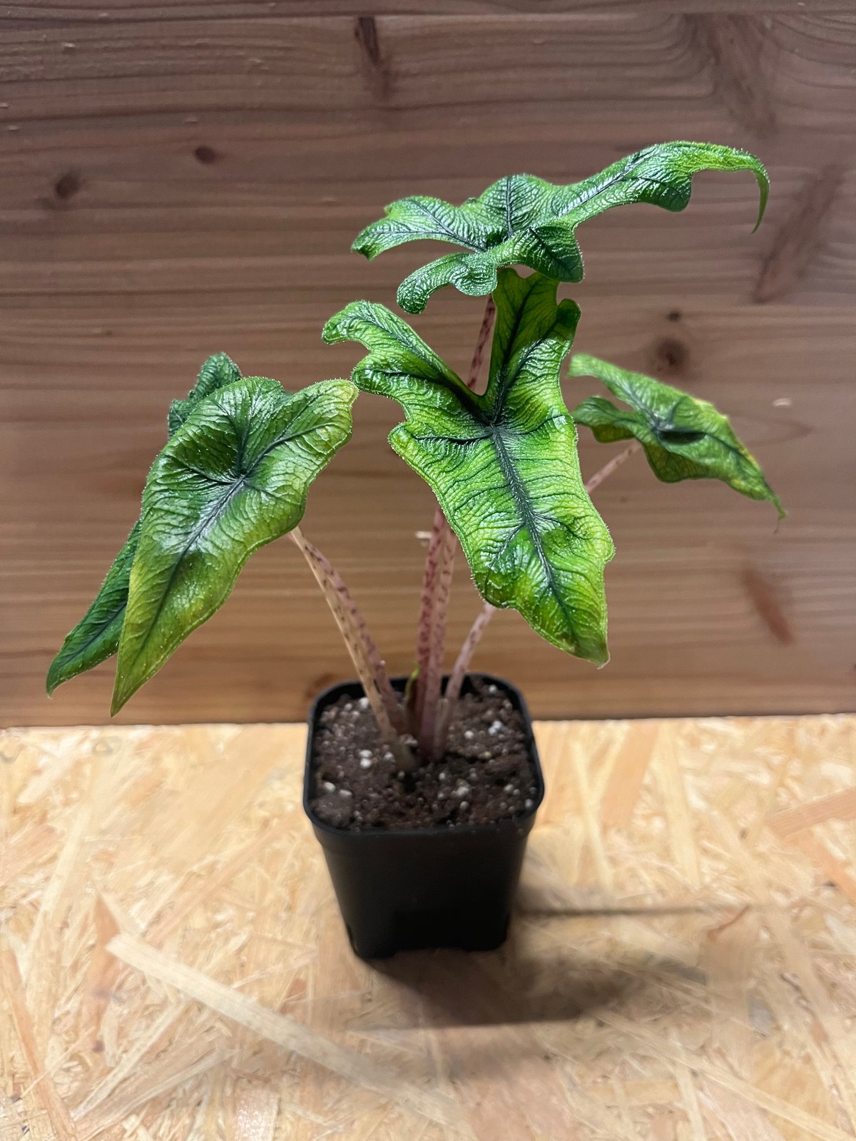 アロカシア　ジャックリン グレードA アロカシア ジャックリン - 観葉植物・生花・ドライフラワー通販