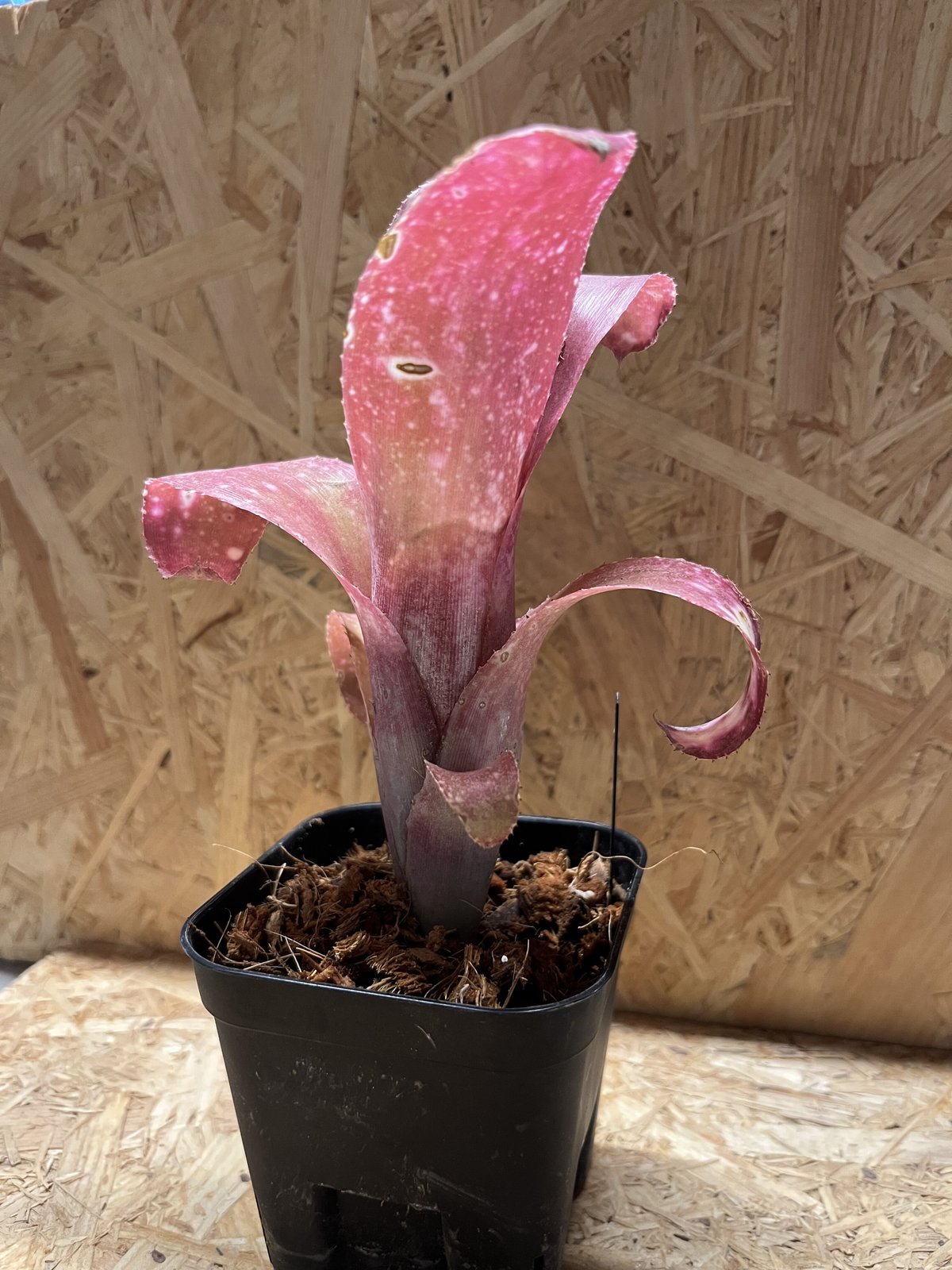 ビルベルギア ピンクシャンパン | GREEN LUCK