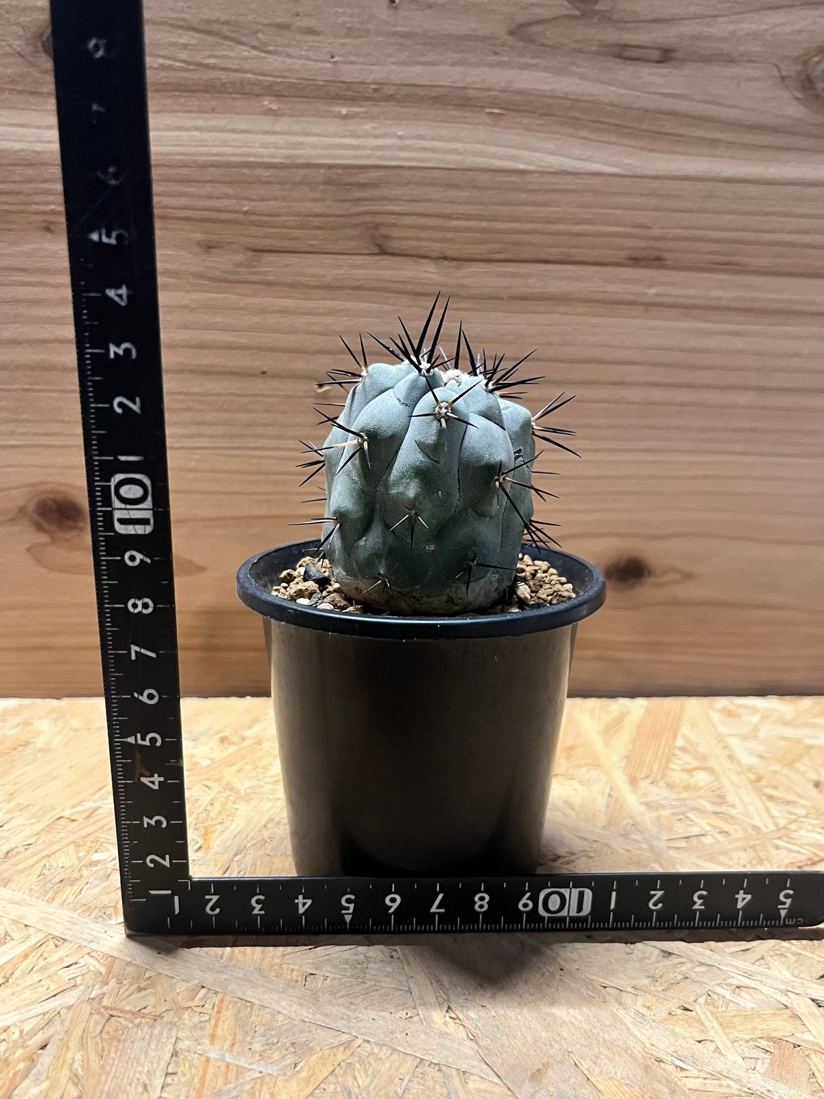 実生　コピアポア　シネレア　黒王丸 コピアポア シネレア 黒王丸（実生） | hanayoshi-botanical