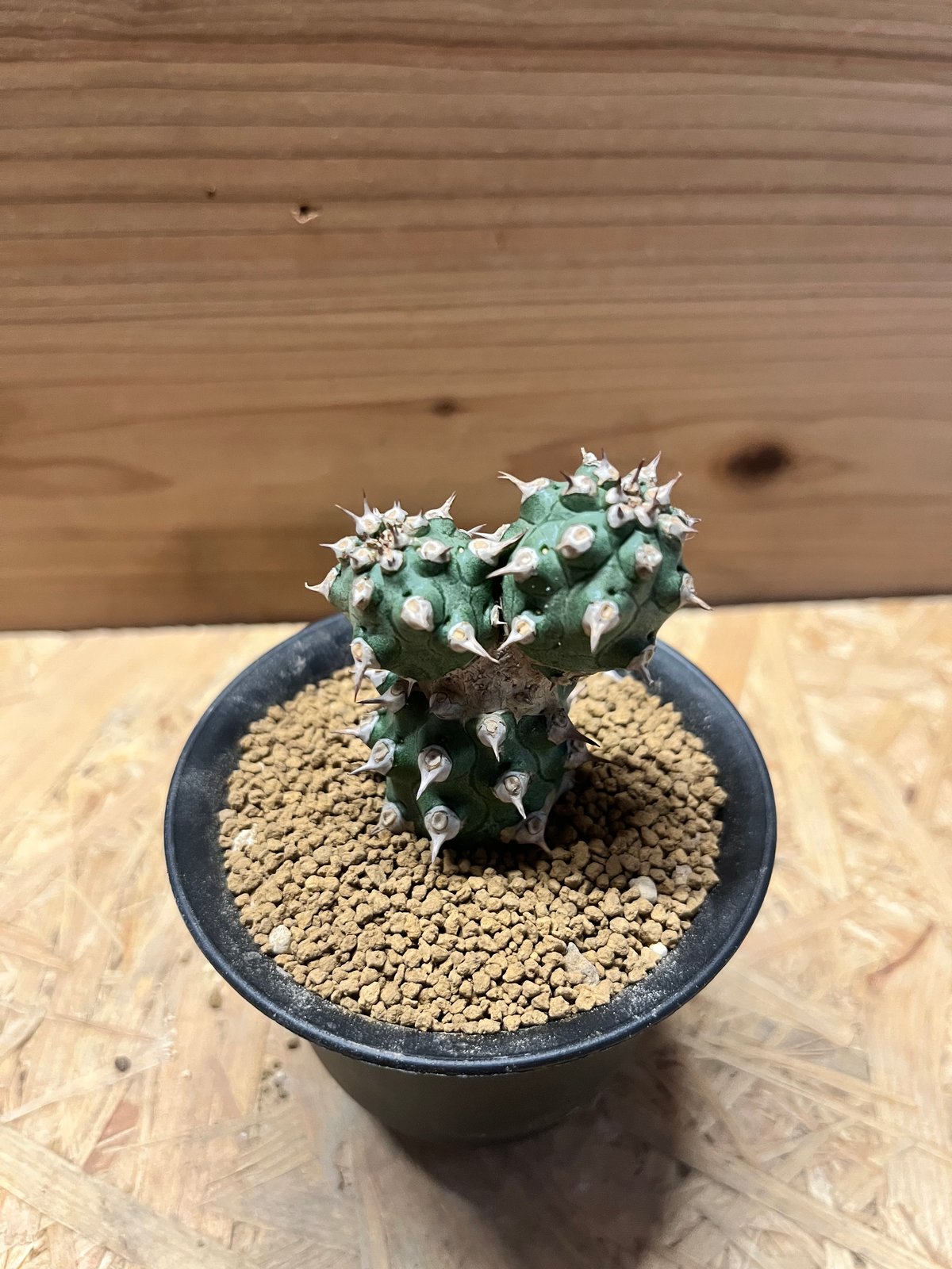 ユーフォルビア cv.トム | GREEN LUCK